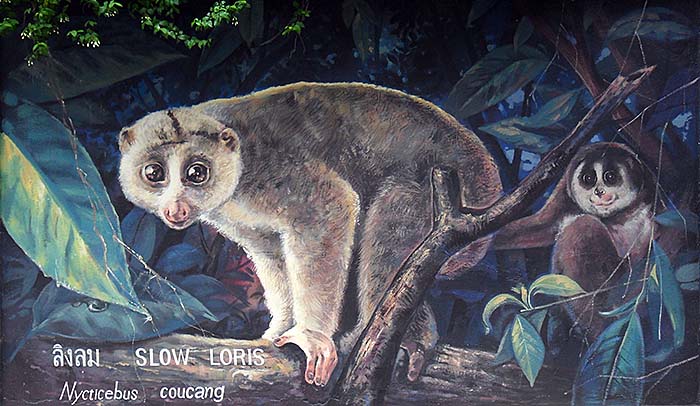 'Painting of a Slow Loris at the Outer Walls of Dusit Zoo | Bangkok | Thailand' by Asienreisender